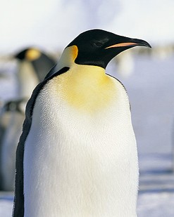 コウテイペンギン