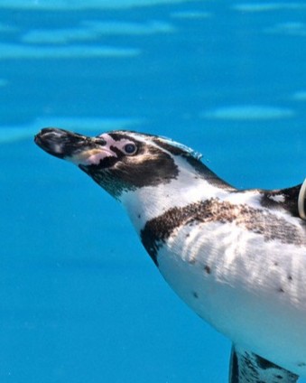 フンボルトペンギン