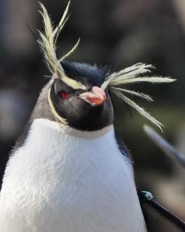 イワトビペンギン