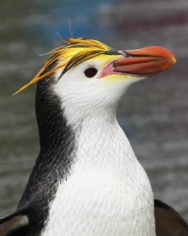ロイヤルペンギン